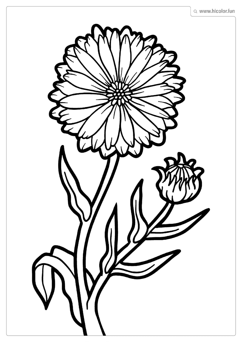 DESENHO DE FLOR PARA COLORIR DENTE DE LEãO PARA IMPRIMIR