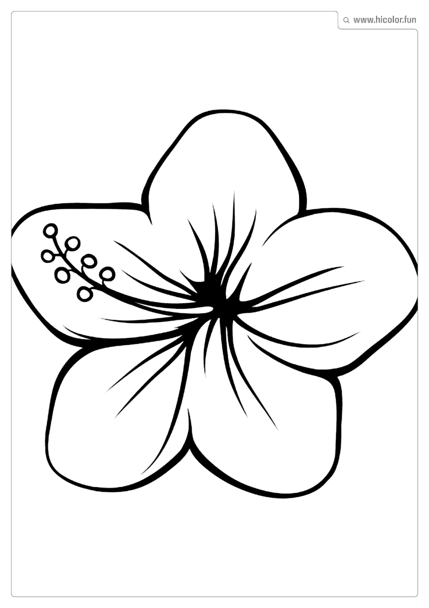 DESENHO DE FLOR PARA COLORIR FLOR HAVAIANA PARA IMPRIMIR