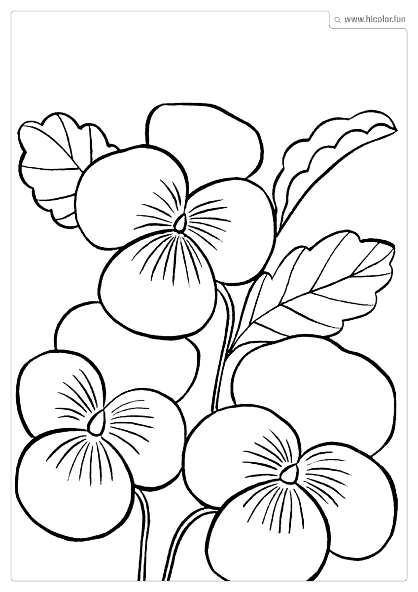 DESENHO DE FLOR PARA COLORIR FLORES VIOLETA PARA IMPRIMIR