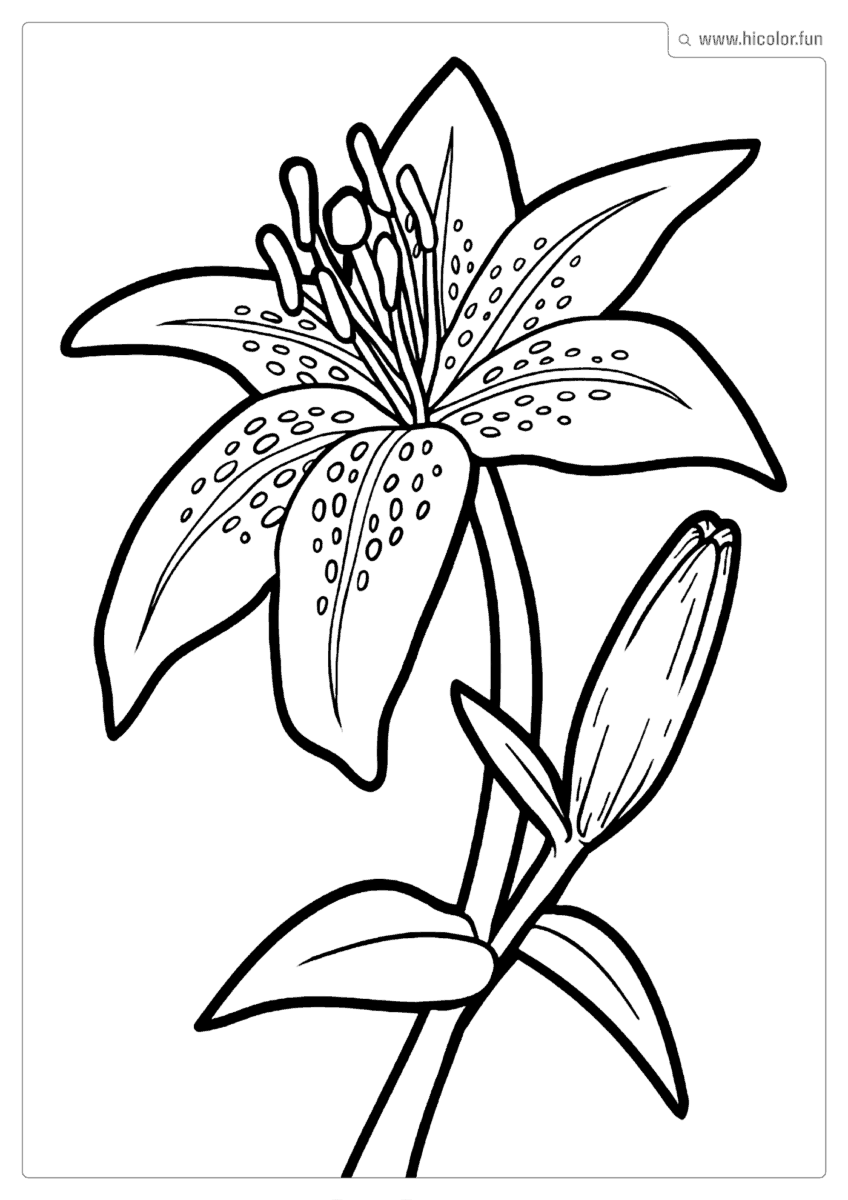 DESENHO DE FLOR PARA COLORIR LíRIO COM BOTãO PARA IMPRIMIR