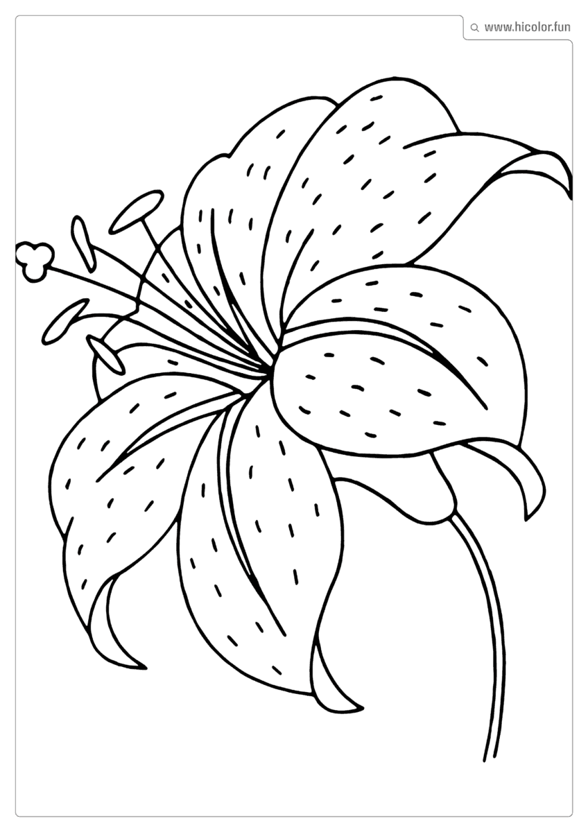 DESENHO DE FLOR PARA COLORIR LíRIO GRANDE PARA IMPRIMIR