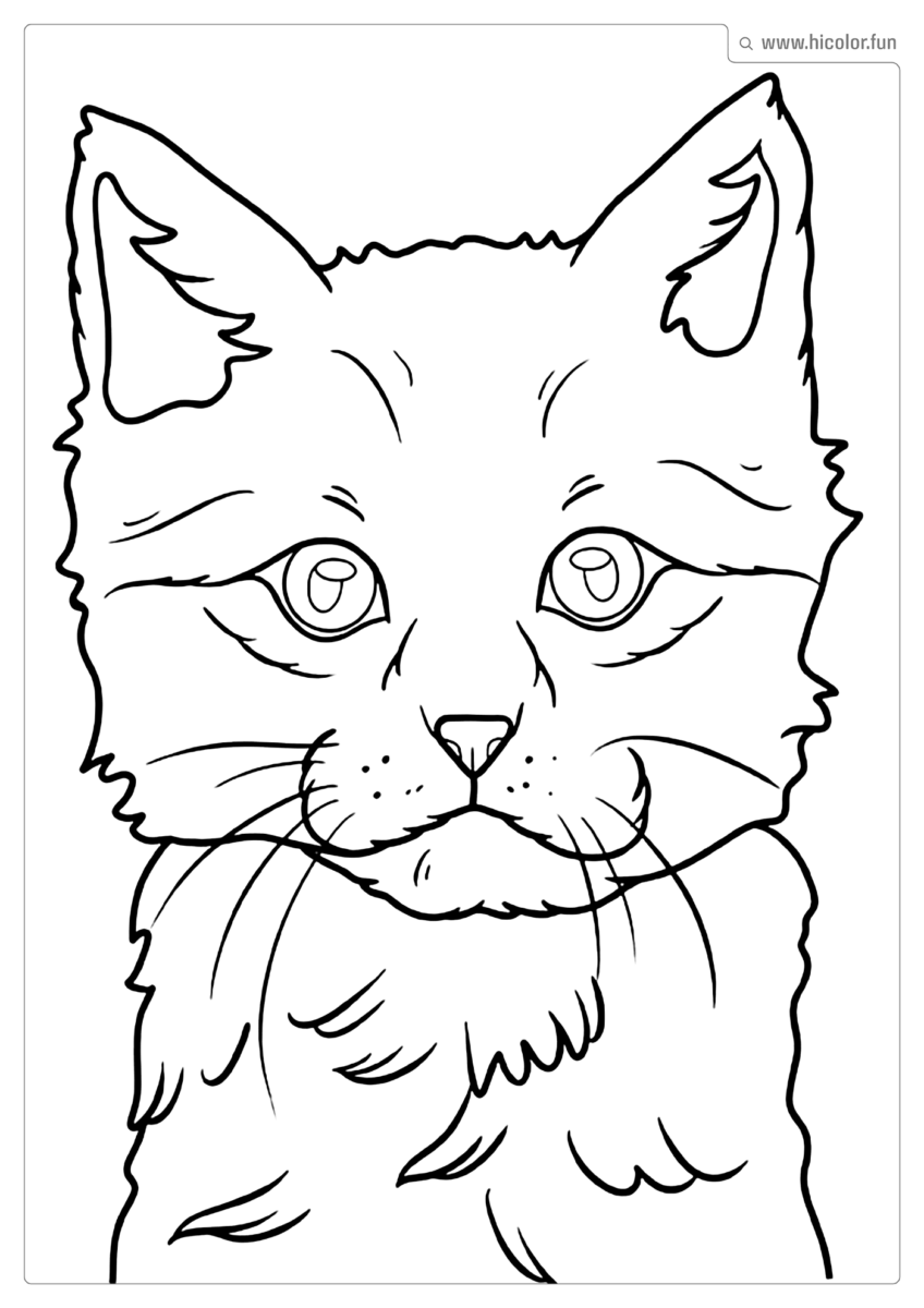GATINHO DESENHO COLORIR